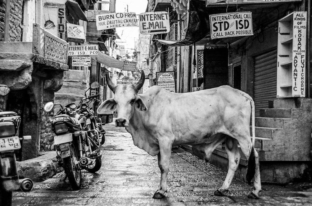 Photo Cow print boots